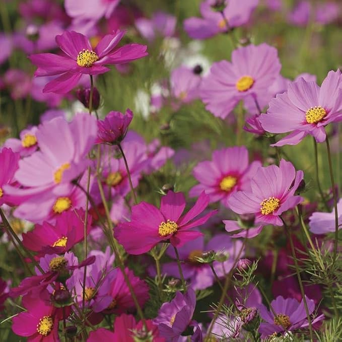 Park Seed Easy DIY Planting Sow Effortless Collection Seed Discs, Cosmos Sensation, (Set of 2)