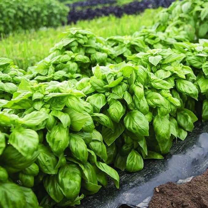 Seeds4planting - Seeds Genovese Basil Indoor Herb Non GMO Heirloom for Planting