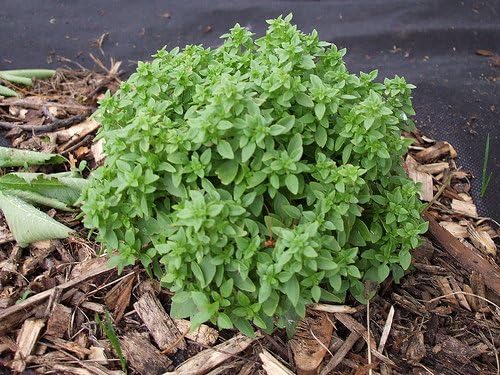 Basil Spicy Globe Great Garden Herb by Seed Kingdom Bulk 1/4 Lb Seeds