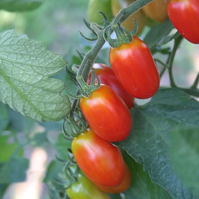 300 Cherry Tomato Seeds, Non-GMO Heirloom Vegetable for Home Garden, Indoor Outdoor Planting, Sweet Red Tomatoes, Semillas de Tomate para Sembrar