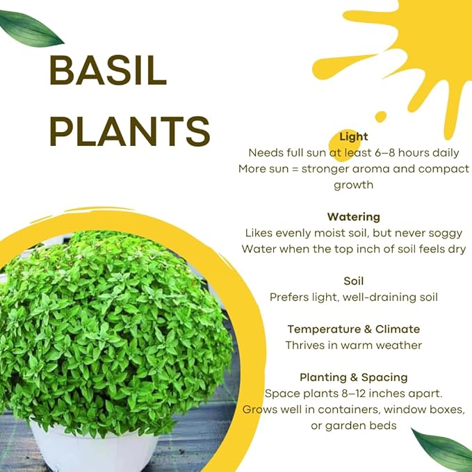 3 Greek Basil Plants Live, 4-7 Inches Tall, Compact Sweet Culinary Herb to Grow, Fragrant Basil Seedlings