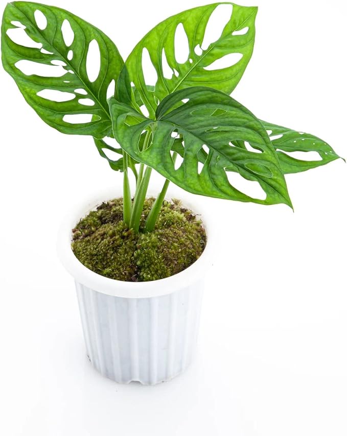 Premium Monstera Acuminata Soil Blend - Specially Designed to Meet Your Plant's Unique Needs by Gardenera - 4 Quart