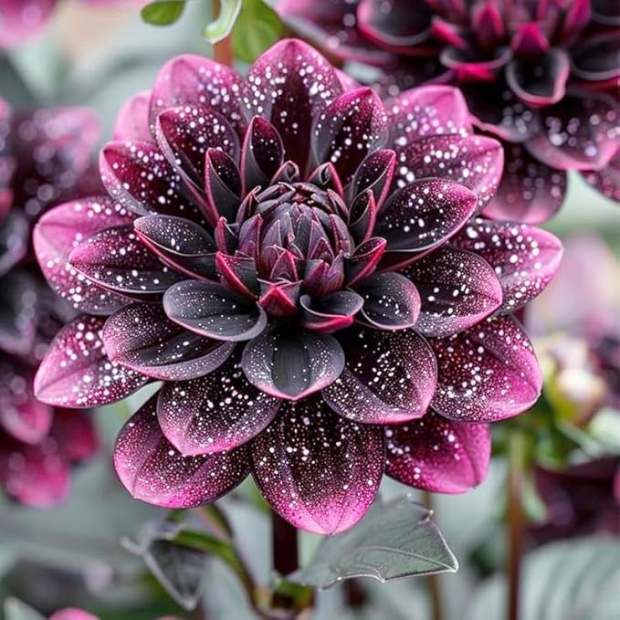 100+ Giant Dahlia Dinner Plate Flower Seeds - Exotic Dahlia for Planting Dahlia Pinnata Seeds