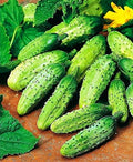 40+ Seeds Cucumber Wisconsin Gherkin - Vegetable Open-Pollinated