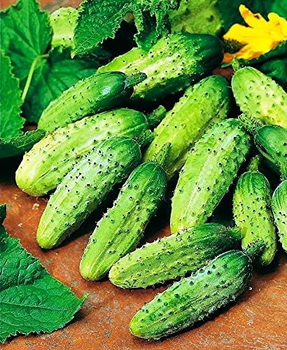 40+ Seeds Cucumber Wisconsin Gherkin - Vegetable Open-Pollinated