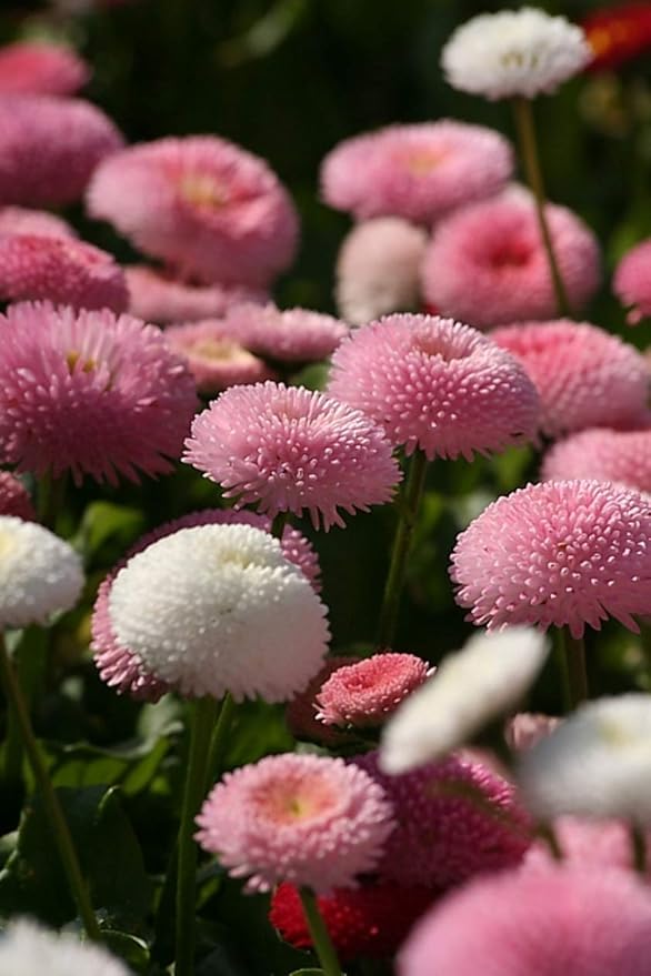 Seeds English Daisy Pompon Double Mix (Marguerite Bellis perennis) Outdoor Cut Perennial Flowers for Garden Planting