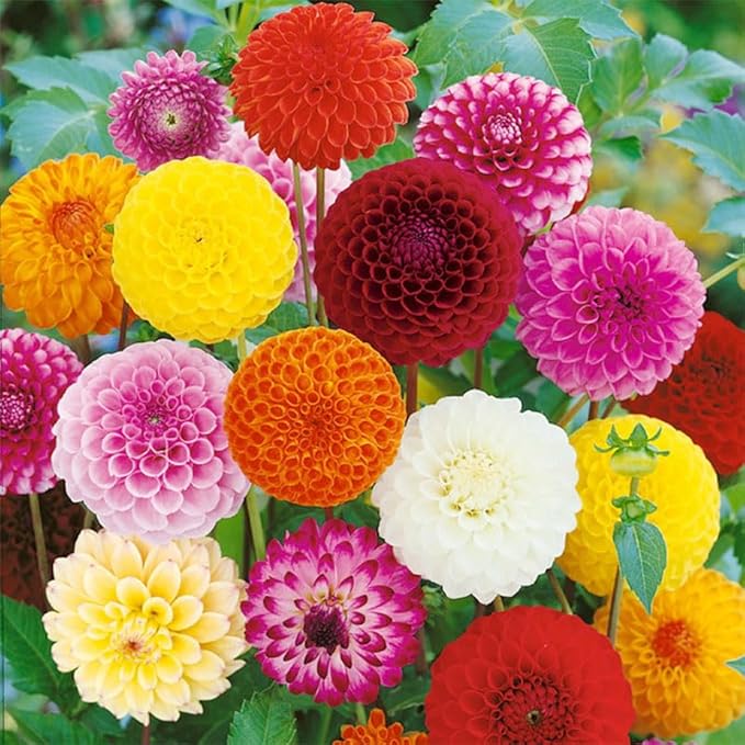 520+ Mix Dahlia Pompon Flower Seeds for Planting-Non-GMO Heirloom Plant Seeds Garden Outdoor