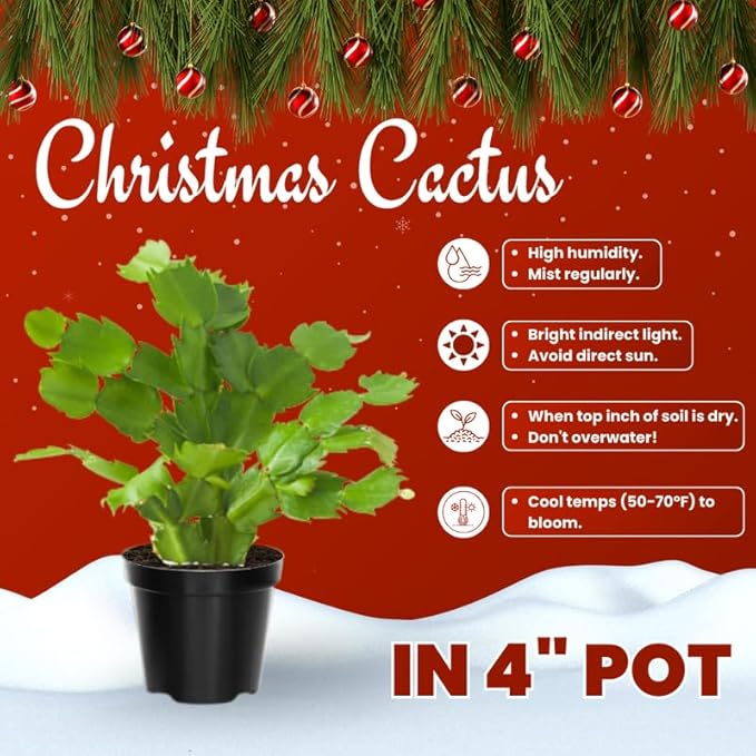 Red Christmas Cactus Plants Live in 4 Inch Pot, Vibrant Christmas Cactus Blooms, Perennial Holiday Cactus Plant Flower Succulent Houseplant