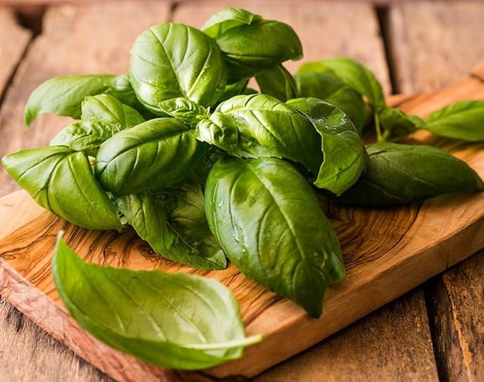 Seeds4planting - Seeds Genovese Basil Indoor Herb Non GMO Heirloom for Planting