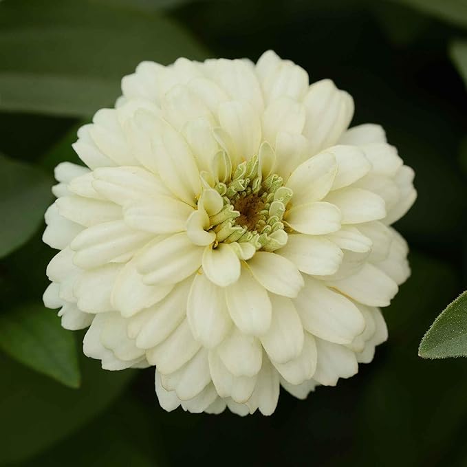 Eden Brothers Zinnia Seeds - Zahara Double White