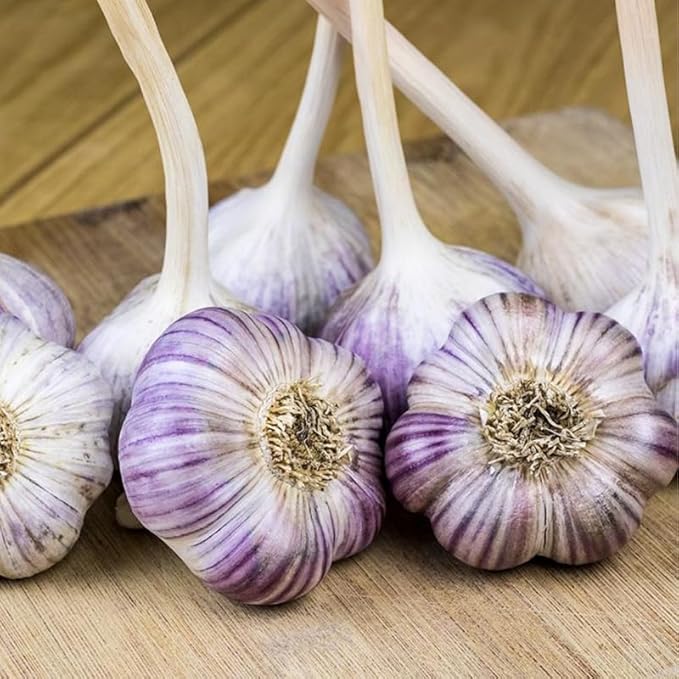 1 Pound Purple Hardneck Garlic Bulbs for Planting, Fresh High-Yield Hardy Garlic for Garden or Container Growing