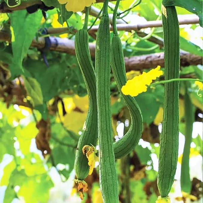 30+ Long Angled Luffa & Gourd Smooth Luffa Seeds Vegetable Fruit Seed Edible Tropical Vegetable Garden Asian Luffa