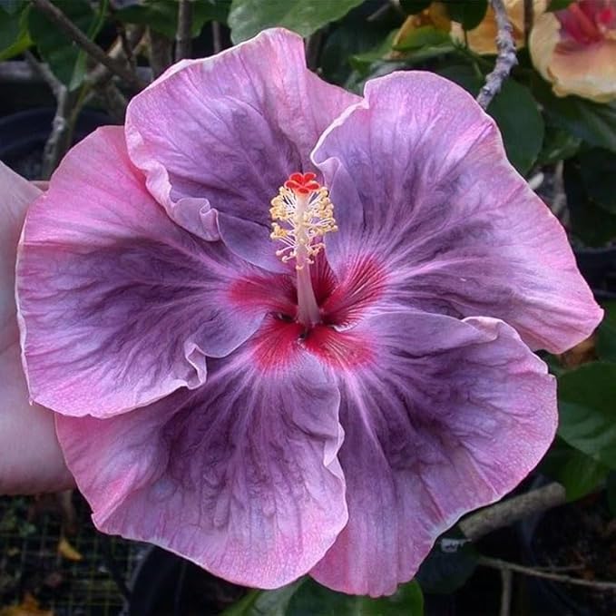 Hibiscus Flower Seeds, 30 Seeds, Hardy Perennial, Non-GMO, Tropical Garden Plants