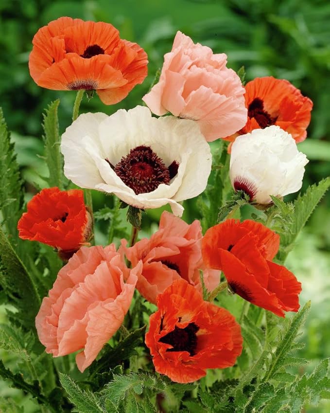 NIKA SEEDS - Seeds Flowers Oriental Poppy Mix Annual - 1000 Seeds