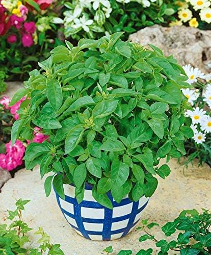 Seeds Lemon Basil Herb Non GMO Heirloom for Planting