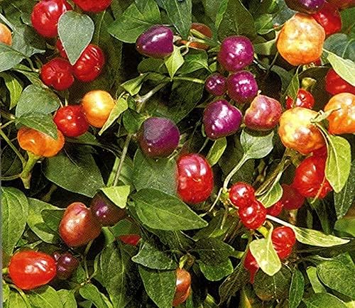 Vegetable Indoor Ornamental Pepper Las Vegas Hot Mix - 30 Seeds