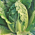 800 Kyoto No. 3 Chinese Napa Cabbage Seeds | USA Garden Japanese Bok Choy Non GMO Heirloom Asian Vegetable Seed