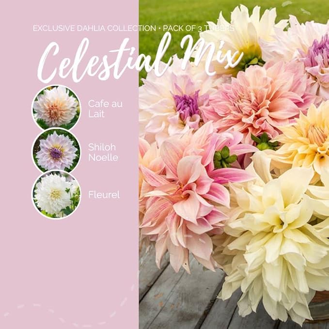 Eden Brothers Dahlia Bulbs (Dinnerplate) - Celestial Mix, Non-GMO Bulbs for Planting, 3 Bulbs | Low-Maintenance Flower Bulbs, Plant During Spring, Zones 8, 9, 10, 11