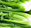 750 Tall Utah Celery Seeds | Non-GMO | Fresh Garden Seeds