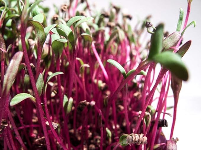 Beet Seed, Beets Sprouting Seeds, Microgreen, Sprouting, 8 OZ, NON GMO - Country Creek Acres Brand - High Sprout Germination- Juicing, Gardening, Hydroponics, Growing Salad Sprouts