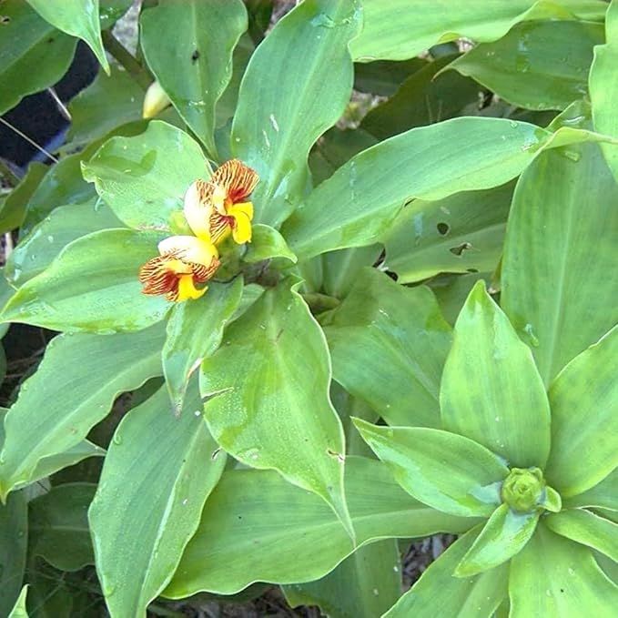 100pcs Insulin Plant Seeds, Green Medicinal Herb for Planting, Easy-to-Grow Outdoor & Home Garden Seeds, Natural Wellness, Ayurvedic Herb for Blood Sugar Control, Organic Herbal Plant Seeds