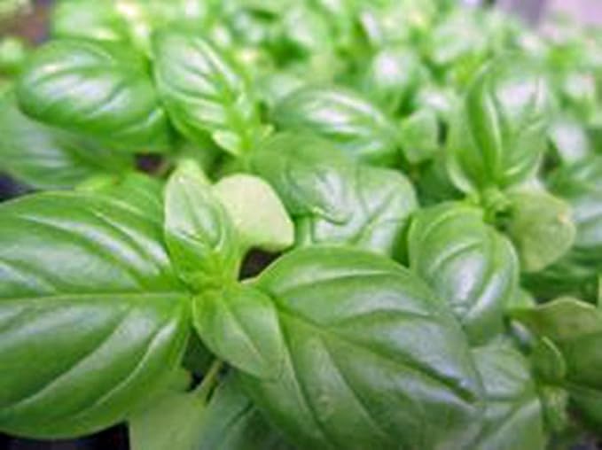 Basil, Sweet Genovese, 500 Seeds, Great All Around Basil, Makes Excellent Pesto