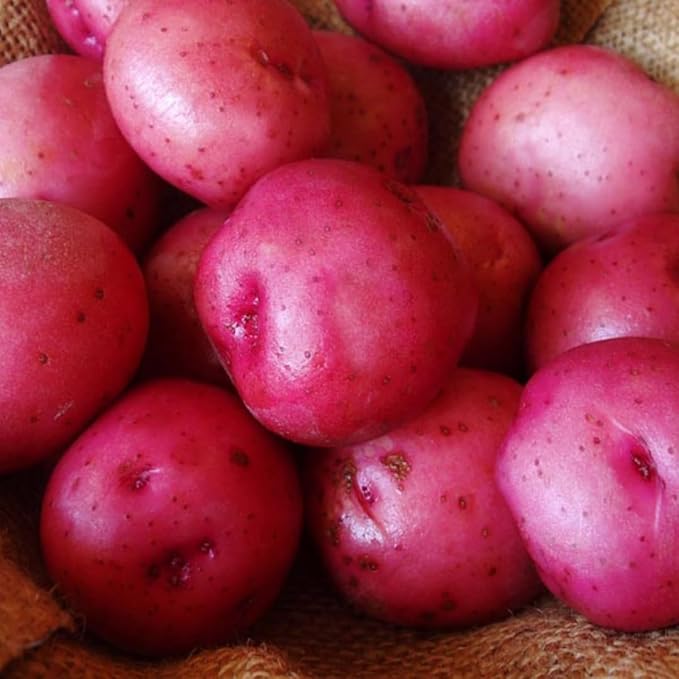 2 Lbs Red Potato Tubers High Yielding for Outdoor Planting,Vegetables Potatoes Plants Bulbs Seeds, Heirloom Seed Potato Live Tuber