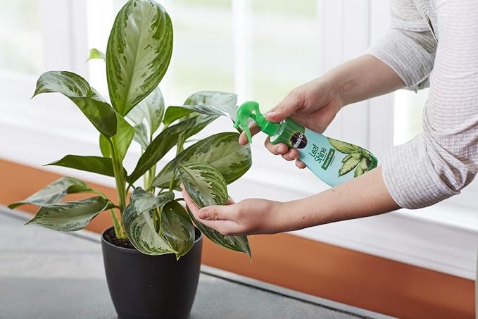 Miracle-Gro Leaf Shine Spray - For Indoor Hard-Leaved Houseplants, Cleans and Beautifies Foliage - 8 fl. oz. (2 Pack)