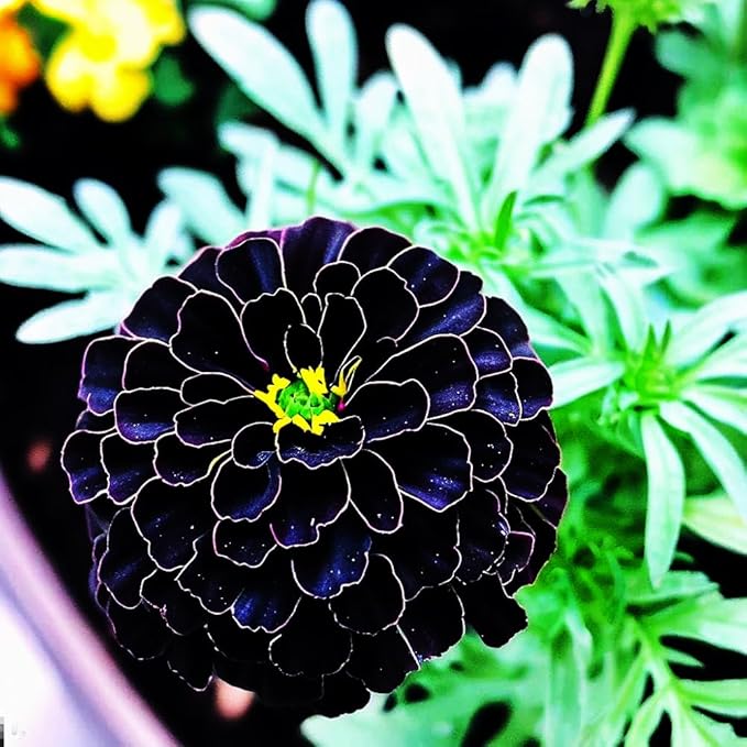 1000 PCS Marigold Seeds for Planting-Non-GMO Heirloom African Marigold Seeds- Heat & Drought Flower Seed Blooms Home Garden Flower to Plant Open Pollinated Annual Flowers