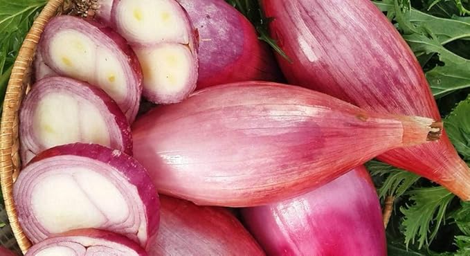 Seeds Red Shallot Onion Heirloom Vegetable for Planting Non GMO