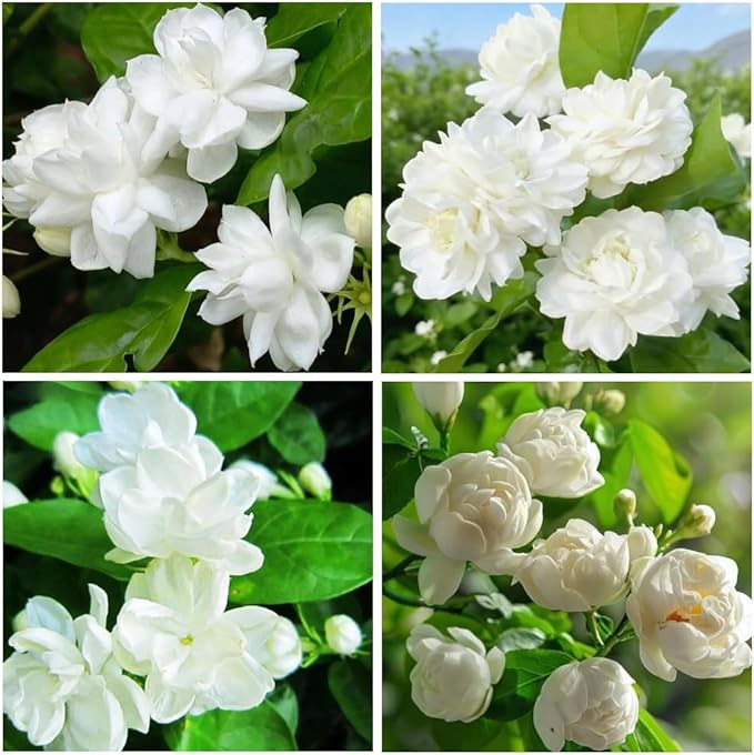 100+ Climbing Jasmine Flower Seeds for Planting-Non-GMO Jasmine Gardenia Plant Fragrant Flower Garden Home