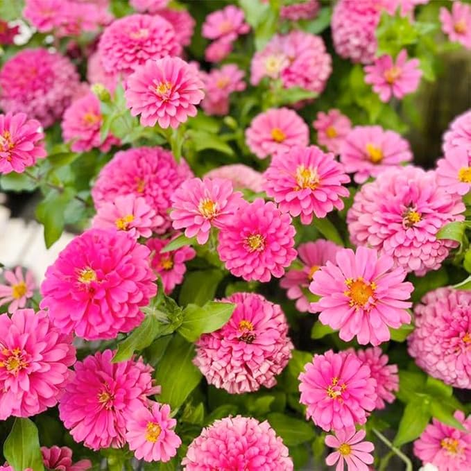 1100+ Perennial Zinnia Seeds for Planting-Non-GMO Colorful Zinnia Flowers Seeds for Home Yard Garden Heirloom Wildflower