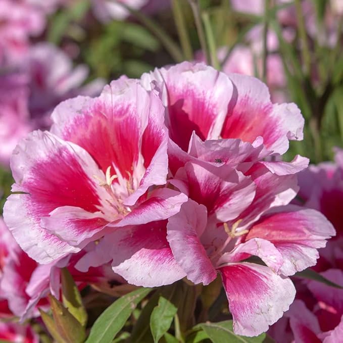 100 Dwarf Godetia Seeds Clarkia Amoena Seeds Pink Garden Flowers for Planting Easy to Grow Outdoor Home Garden