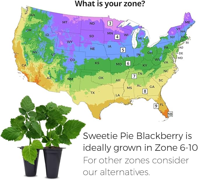 BlackBerry Plants Sweetie Pie (4 Pack) Live for Sale | Easy to Grow Plants | Edible Fruit Plant for Sustainable Living | Grow Your own Food on Your Organic Garden | Live for Planting |