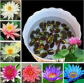 10PCS Mini Lotus Seeds Mixed Color Home Garden Bonsai Flower Seeds Heirloom