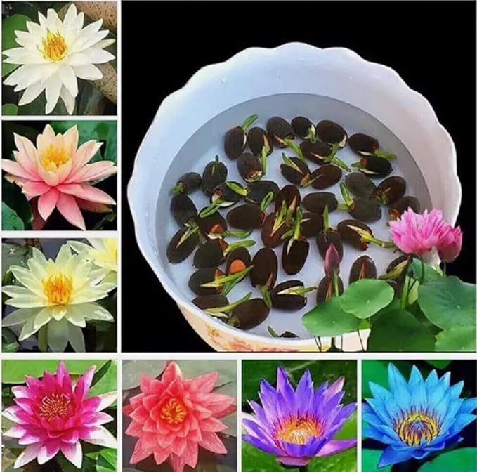 10PCS Mini Lotus Seeds Mixed Color Home Garden Bonsai Flower Seeds Heirloom
