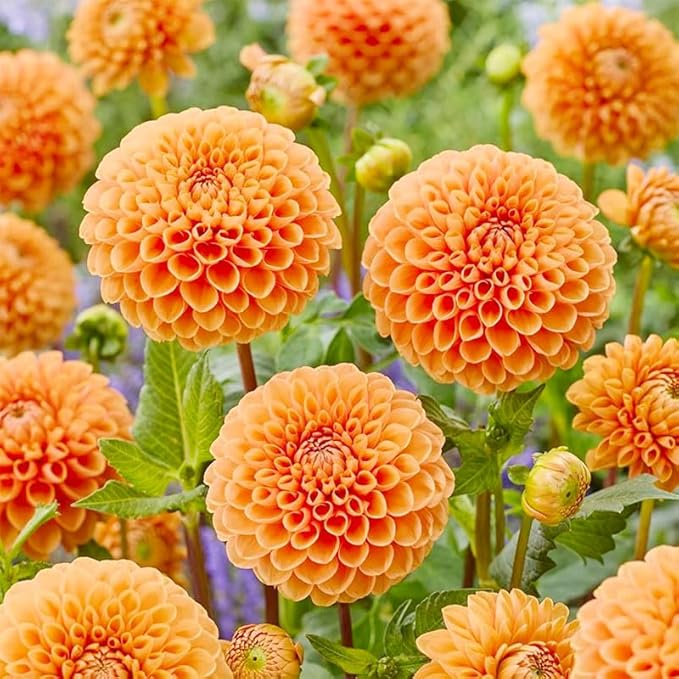 520+ Mix Dahlia Pompon Flower Seeds for Planting-Non-GMO Heirloom Plant Seeds Garden Outdoor