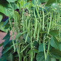 Park Seed Bean Seeds Harvest and Grow Your Own Spring Garden Vegetables, Mascotte French Filet, Pack of 100