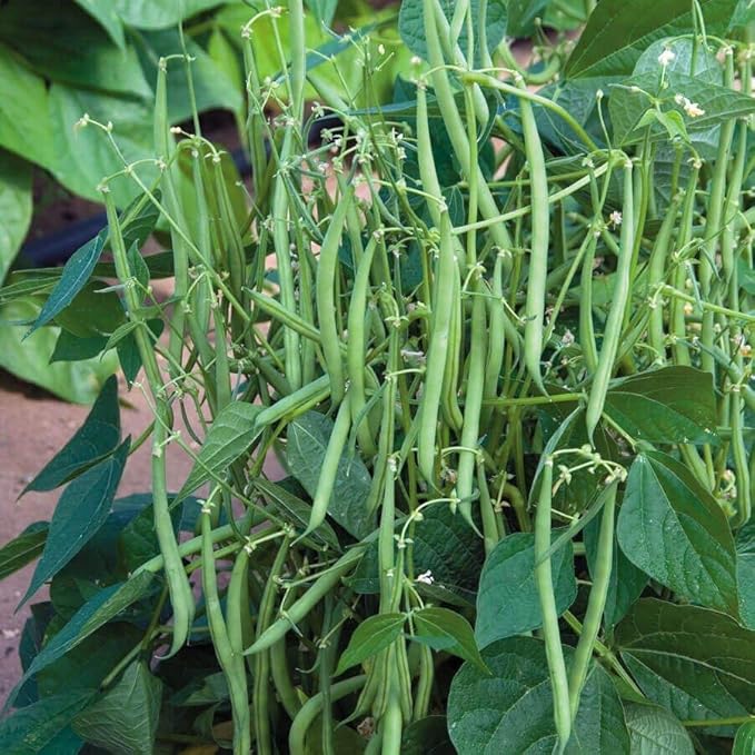 Park Seed Bean Seeds Harvest and Grow Your Own Spring Garden Vegetables, Mascotte French Filet, Pack of 100
