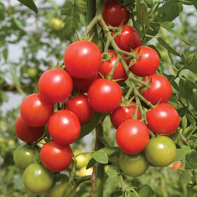 Tomato Seeds Collection – Heirloom Tomato Varieties for Planting: Beefsteak, Large Red Cherry, San Marzano, Yellow Brandywine – Vegetable Garden Seeds