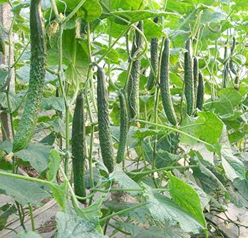 CEMEHA SEEDS - Seeds Cucumber Burpless Chinese Miracle Giant Long Rare Pickling Non GMO Vegetable for Planting