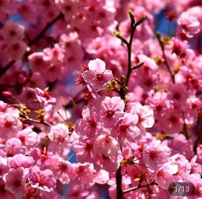 50 Japanese Cherry Blossom Seeds Rare Fast Hardy Flower Sakura Bonsai