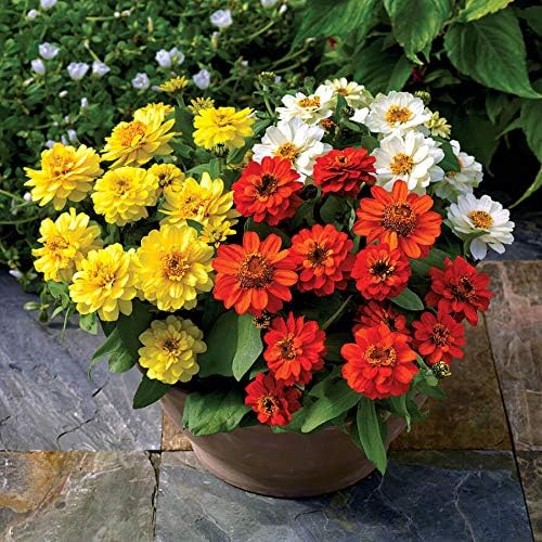 Park Seed Zinnia Seeds, Planting Flowers, Easy to Grow, Non-GMO, Perfect for Spring Garden, Profusion Double Sunrise Mix, Pack of 25