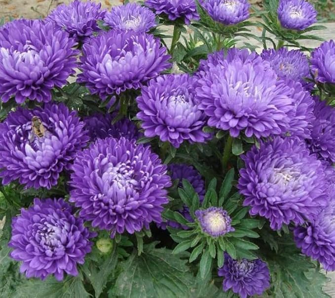 Aster Pompon Flowers Mix Seeds Dwarf Colorful Carpet Mix Low Grow Dwarf Double Compact Non-GMO 50pcs