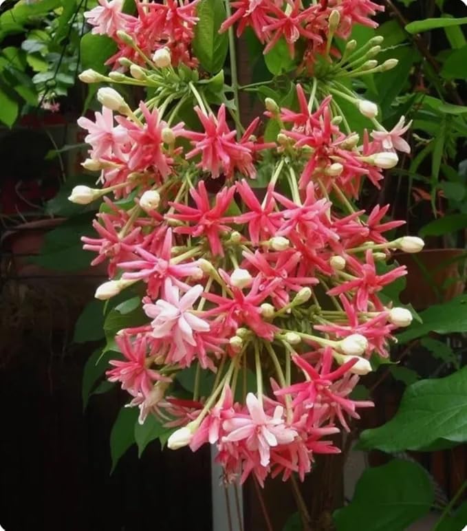 5 Rangoon Creeper Seeds, Red Pink Quisqualis Flower Seeds Combretum indicum Seed