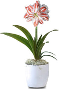 Easy to Grow Amaryllis 'Dancing Queen' Pre-Planted Bulb Indoor Gift Kit in a White Pot - Double Pink & White Flowering Blooms in 4 to 8 Weeks