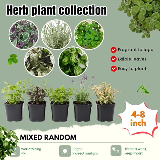 Pack 5 Herb Plants Assortment, Well Rooted Herb Plant Live 4-8'' Tall (Mint, Lemon Balm, Rosemary, Sage and Additional Fresh Herbs), Fragrant Herbs Variety Pack for Outdoor Planting