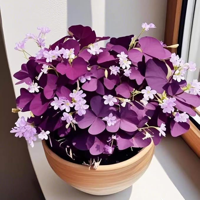 12+ Purple Oxalis Triangularis Bulb Flowers for Planting Indoors or Outdoors-Shamrocks Bulbs Good Luck Plant