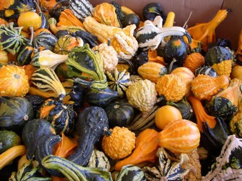 SeedsUP - 10+ Seeds Ornamental Pumpkin - Vegetable Mix