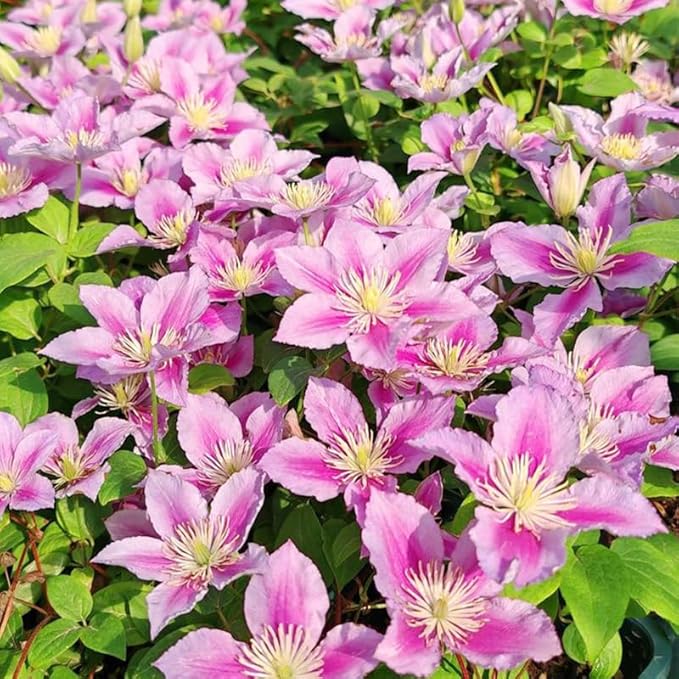 190+ Perennial Mix Clematis Seeds for Planting-Non-GMO Heirloom Plant Seeds Garden Outdoor